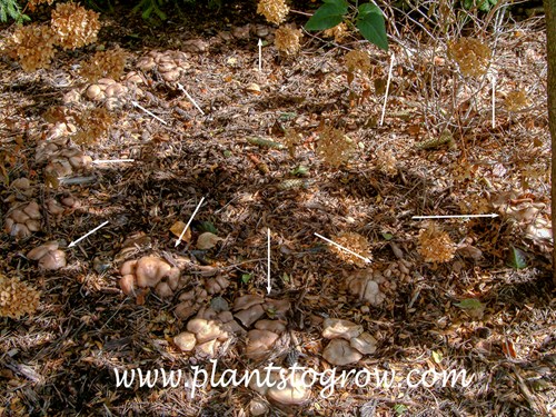 The arrows are pointing to some of the individual fungus of the ring.  Originally there was one fungus in the center and it dropped it's spores. The fungus stopped growing in the center since all of the nutrients were used up.